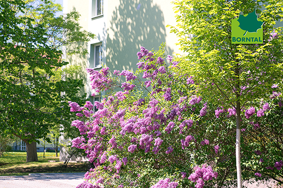wohnen im grünen wohnen im grünen